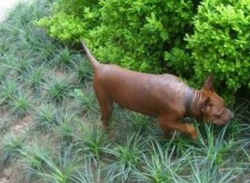 真正国产比特:肌肉发达外形超凶悍川东猎犬完胜藏獒