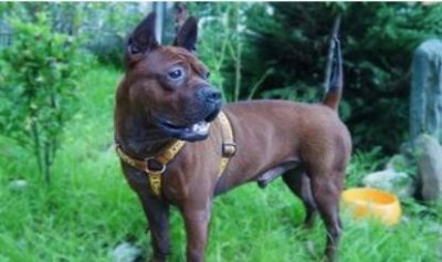 ​真正国产比特:肌肉发达外形超凶悍川东猎犬完胜藏獒