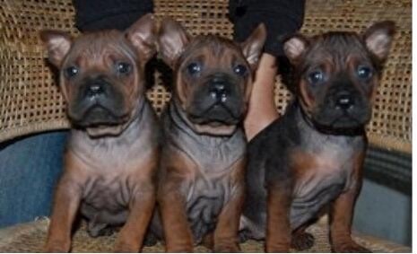 真正国产比特:肌肉发达外形超凶悍川东猎犬完胜藏獒