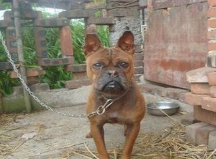 真正国产比特:肌肉发达外形超凶悍川东猎犬完胜藏獒