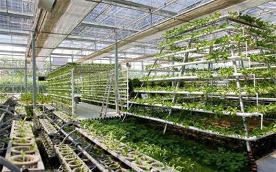 ​中国绿色农业的新篇章：有机农业的推广与发展