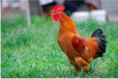 ​早上公鸡为什么固定时间打鸣?真的是为了叫人起床吗