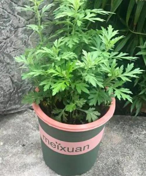 能直接驱蚊的植物（十种驱蚊的植物）(11)