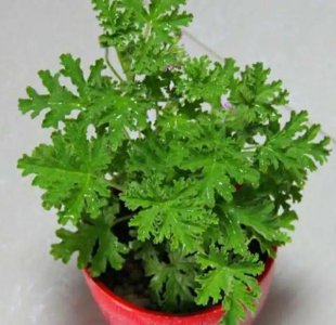 ​能直接驱蚊的植物（十种驱蚊的植物）