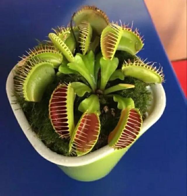 能直接驱蚊的植物（十种驱蚊的植物）(3)