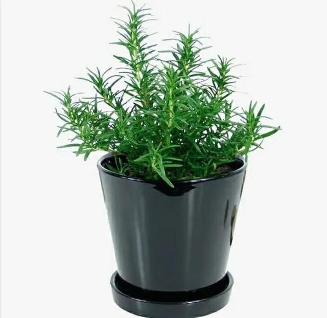 能直接驱蚊的植物（十种驱蚊的植物）(9)