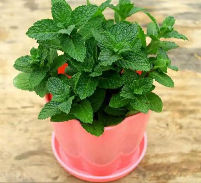 能直接驱蚊的植物（十种驱蚊的植物）(2)