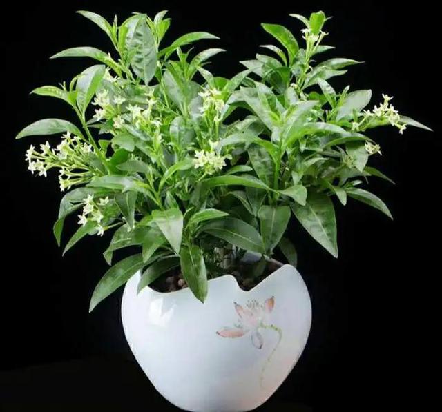 能直接驱蚊的植物（十种驱蚊的植物）(8)