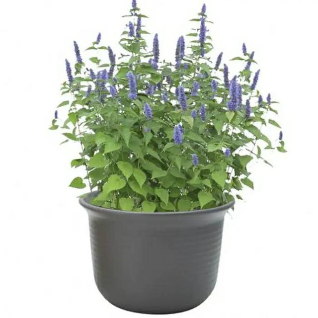 能直接驱蚊的植物（十种驱蚊的植物）(10)