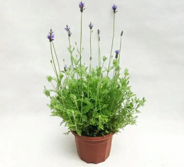 能直接驱蚊的植物（十种驱蚊的植物）(5)