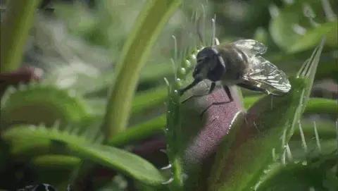 能直接驱蚊的植物（十种驱蚊的植物）(4)