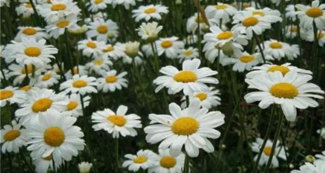 能直接驱蚊的植物（十种驱蚊的植物）(12)