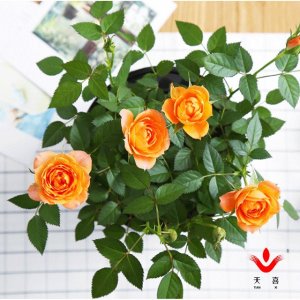 ​七夕送花，你不得不知的玫瑰花语