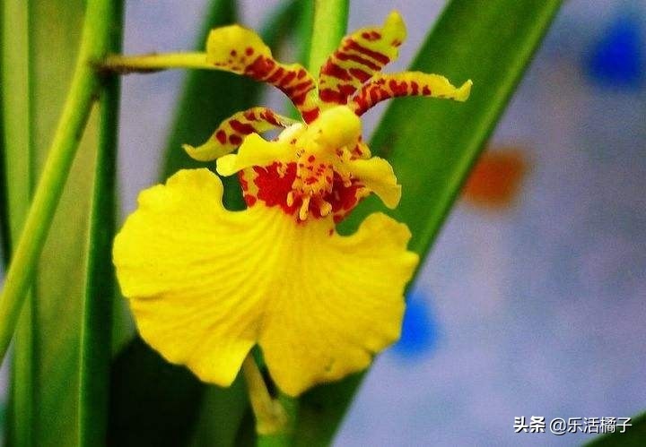 跳舞兰，文心兰，射手座守护花，新手如何养护才防止花蕾枯黄