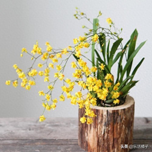 跳舞兰，文心兰，射手座守护花，新手如何养护才防止花蕾枯黄