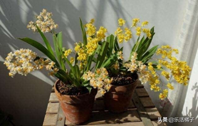 跳舞兰，文心兰，射手座守护花，新手如何养护才防止花蕾枯黄