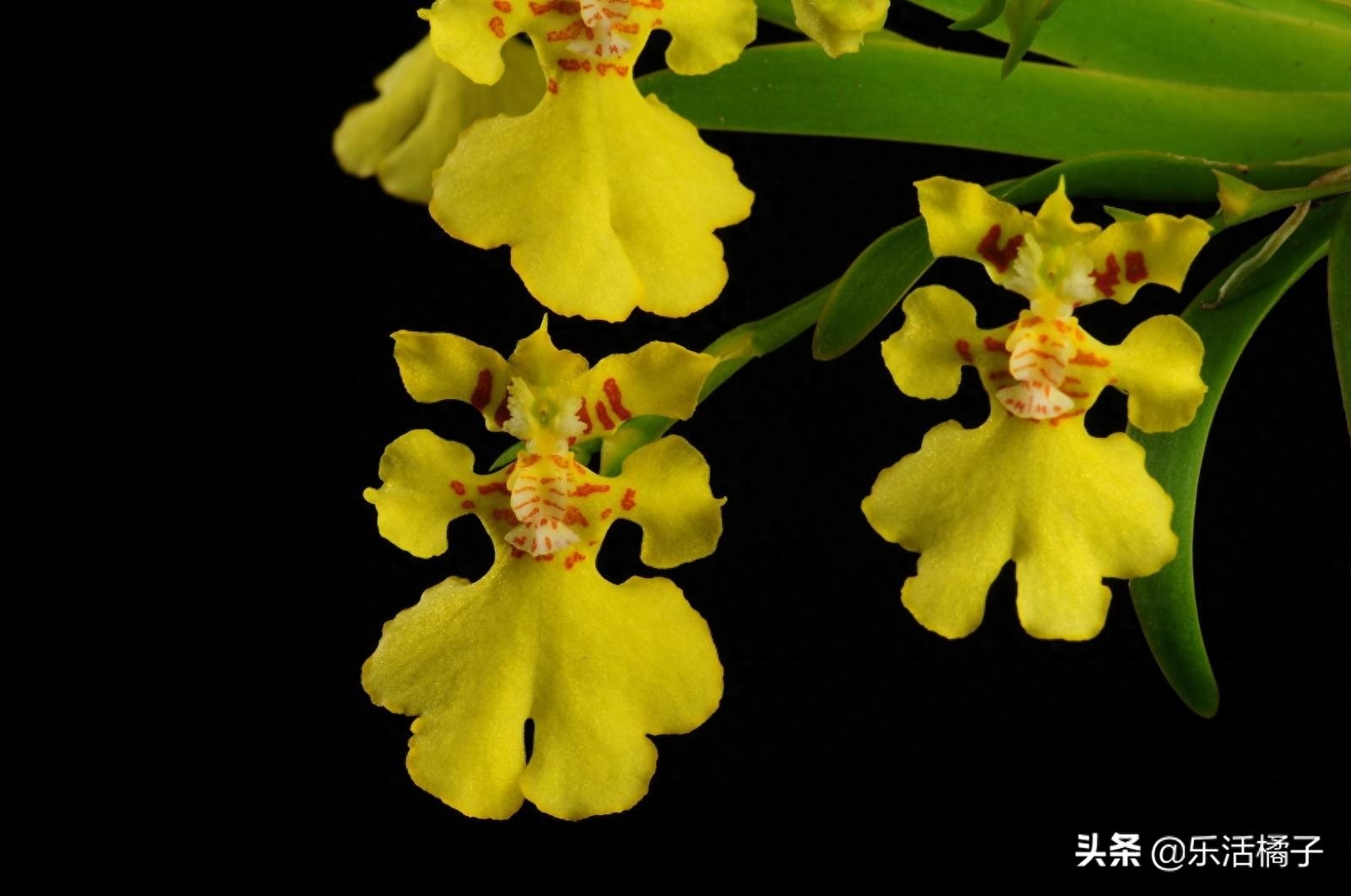 跳舞兰，文心兰，射手座守护花，新手如何养护才防止花蕾枯黄