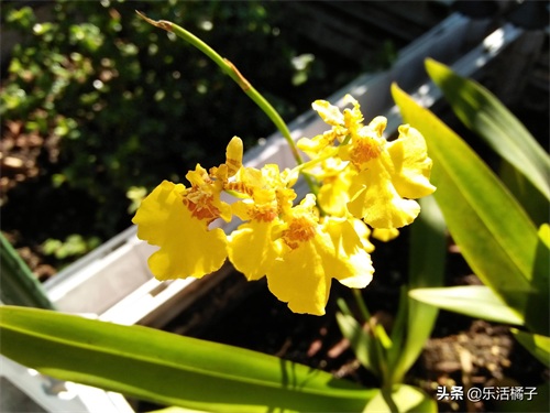 跳舞兰，文心兰，射手座守护花，新手如何养护才防止花蕾枯黄