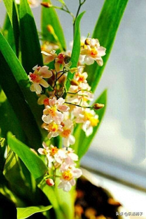 跳舞兰，文心兰，射手座守护花，新手如何养护才防止花蕾枯黄