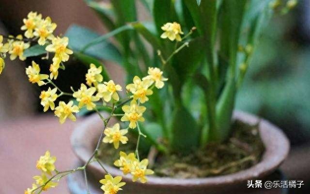 跳舞兰，文心兰，射手座守护花，新手如何养护才防止花蕾枯黄