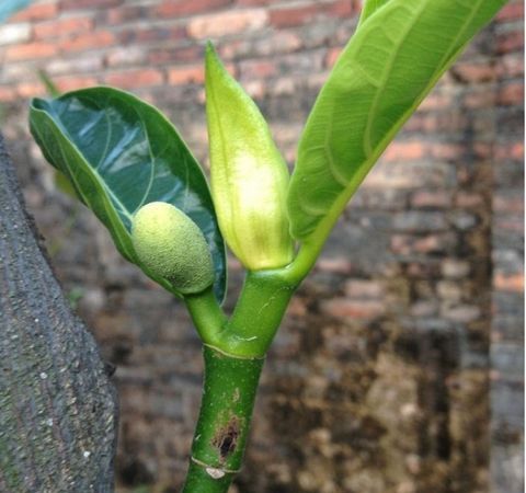 菠萝蜜的核发芽了还能煮着吃吗