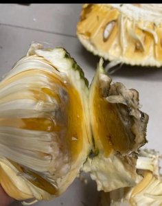 ​菠萝蜜发芽了还能吃,菠萝蜜的果核发芽了还能吃吗