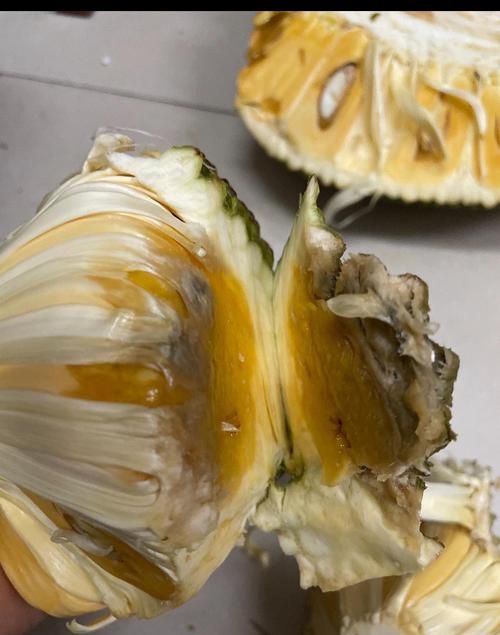 菠萝蜜的果核发芽了还能吃吗