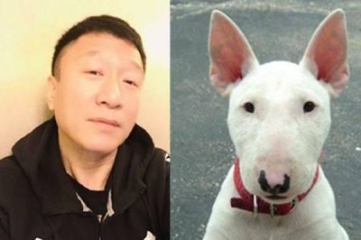 ​梗类犬（汪星人圈的小众群体梗类犬，有哪些特点？）