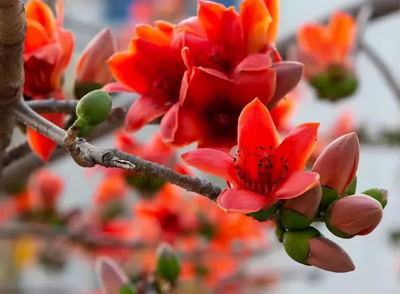 木棉花长什么样子图片（图文赏析木棉花的真正样子）