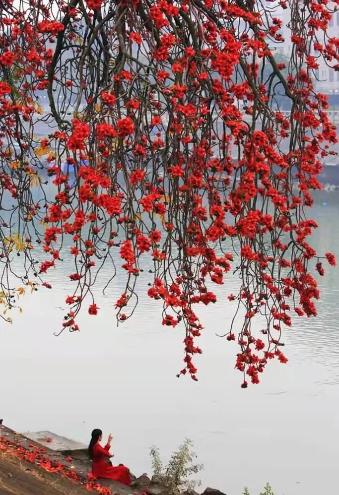 木棉花长什么样子图片（图文赏析木棉花的真正样子）