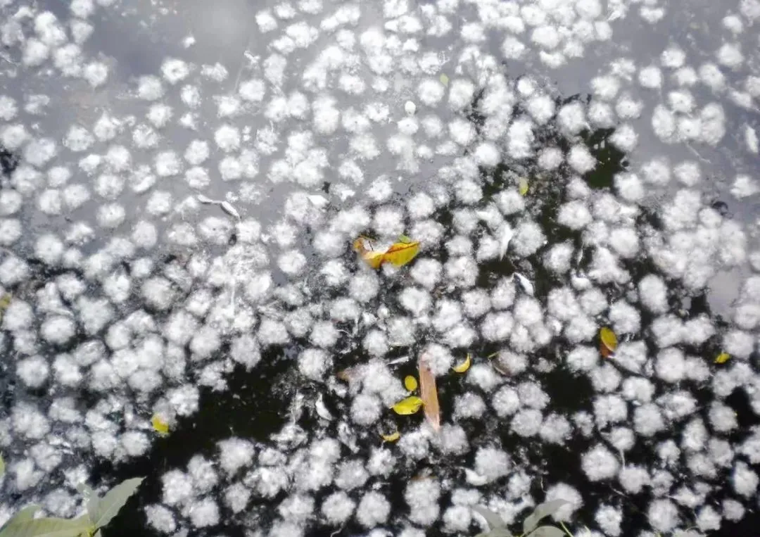 木棉花长什么样子图片（图文赏析木棉花的真正样子）