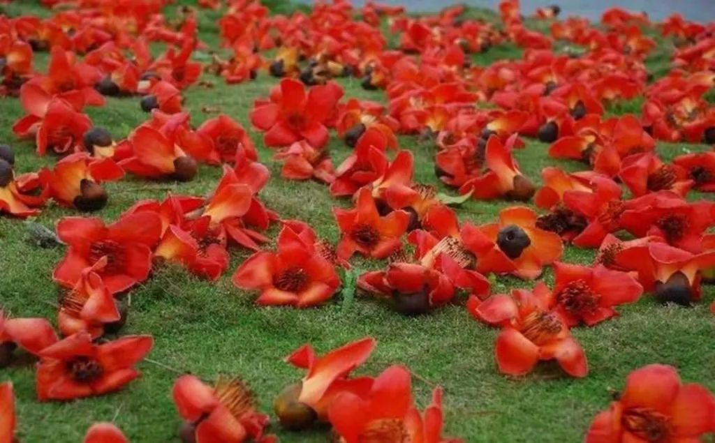 木棉花长什么样子图片（图文赏析木棉花的真正样子）