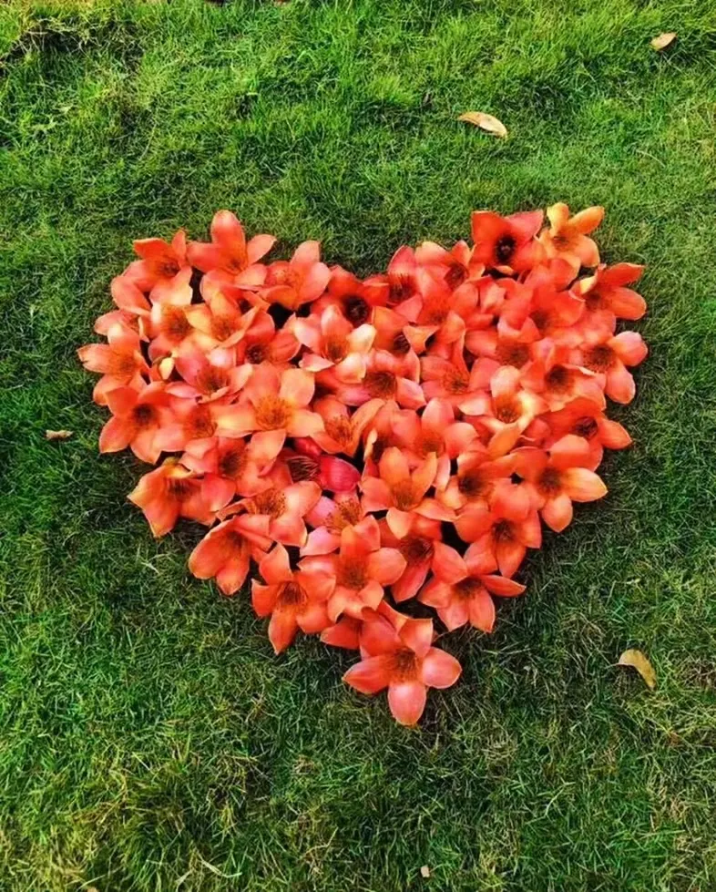 木棉花长什么样子图片（图文赏析木棉花的真正样子）