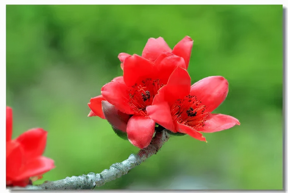 木棉花长什么样子图片（图文赏析木棉花的真正样子）