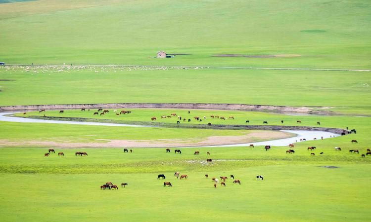 老舍的草原突出了他什么样的性格