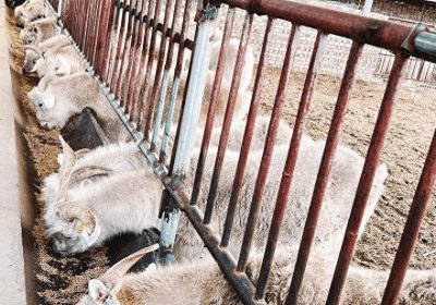 ​榆林：做强大品牌 “肉案子”越来越丰盛