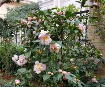 ​家里为什么不能养茶花