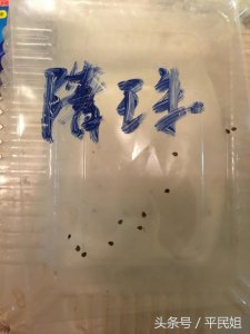 ​平民姐阳台种草莓(43) 惊蛰之时 图片记录草莓种子育苗过程—催芽