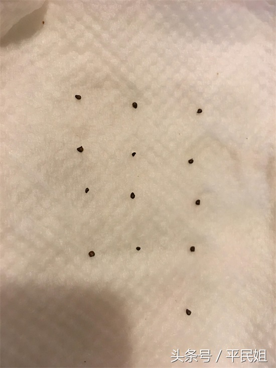 平民姐阳台种草莓(43) 惊蛰之时 图片记录草莓种子育苗过程—催芽