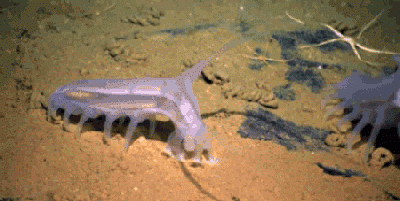 海猪是什么，海猪是什么，能吃吗？图7