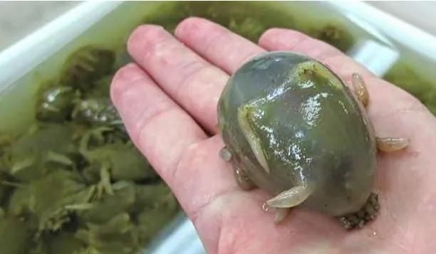 海猪是什么，海猪是什么，能吃吗？图9