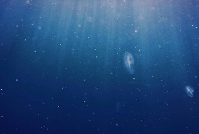 海猪是什么，海猪是什么，能吃吗？图4