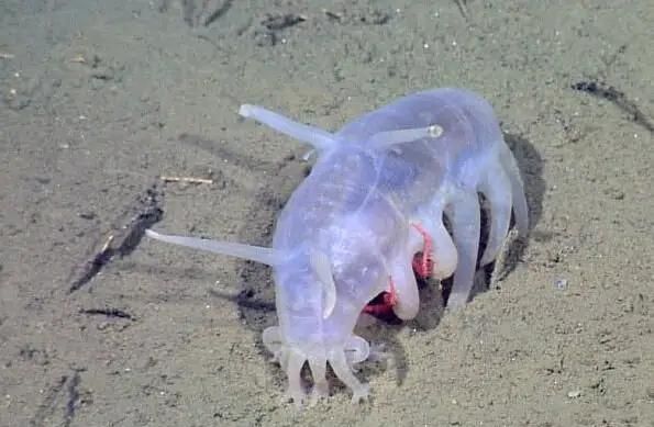 海猪是什么，海猪是什么，能吃吗？图2