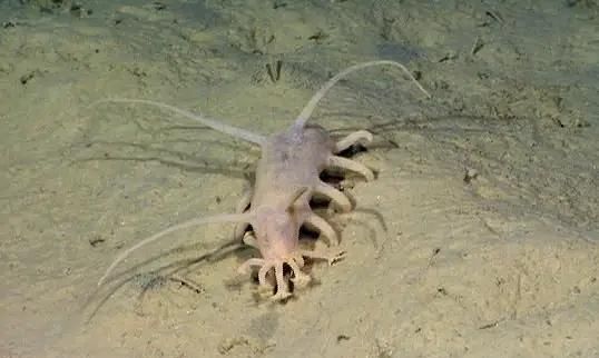 海猪是什么，海猪是什么，能吃吗？图3