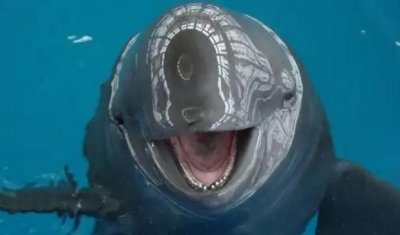 ​海猪是什么，海猪是什么，能吃吗？