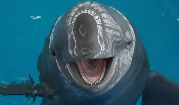 海猪是什么，海猪是什么，能吃吗？图1