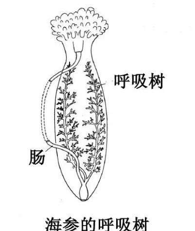 海猪是什么，海猪是什么，能吃吗？图5