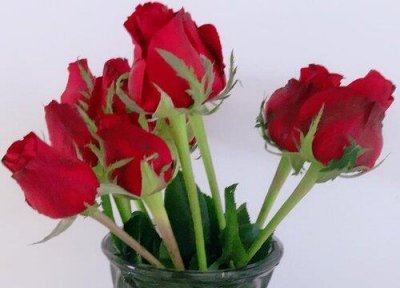 ​玫瑰花放在哪风水好（玫瑰花应放在家里什么位置合适）