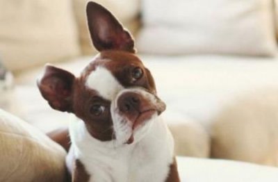 ​淡水鱼类生态学，淡水生态学知识点