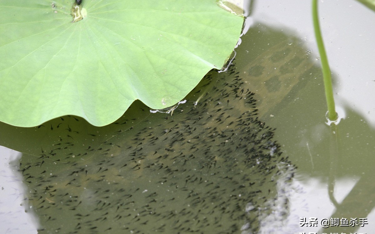 黑鱼是什么鱼（我国黑鱼的生活习性文章讲解）